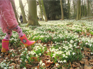 galanthus