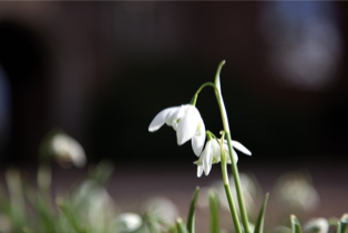 galanthus