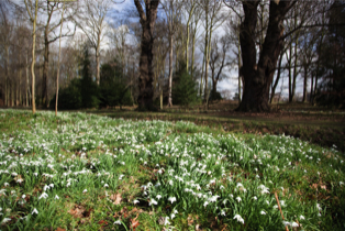galanthus