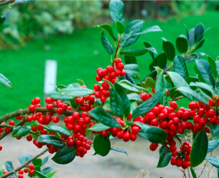 Happy holly days