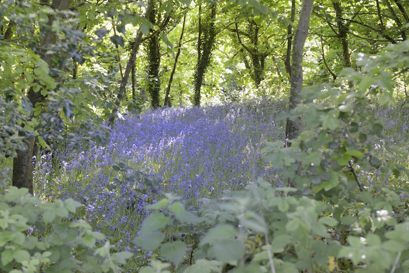 Bluebells on the Quantocks[2] copy | Retiremove